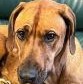 Rescue Dog